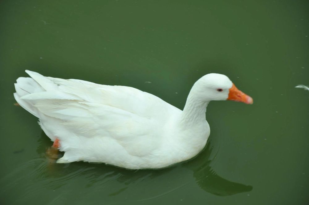 Ocas y patos en parque polvoranca (Leganes) 30-08-2014