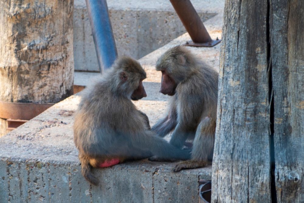 Zoo 17-08-2024