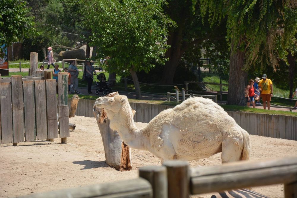 zoo 07-07-2018
