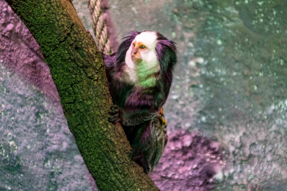 Faunia 04-08-2026