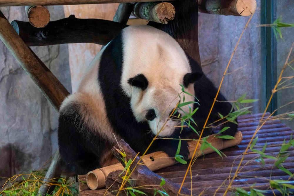 Zoo 29-07-2026