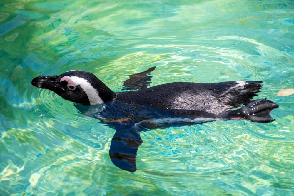 Zoo 17-08-2024