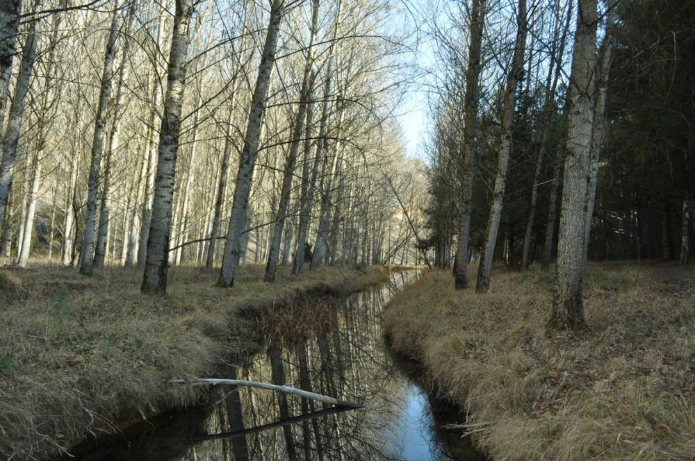 Rio lobos (Burgos/Soria) 2012