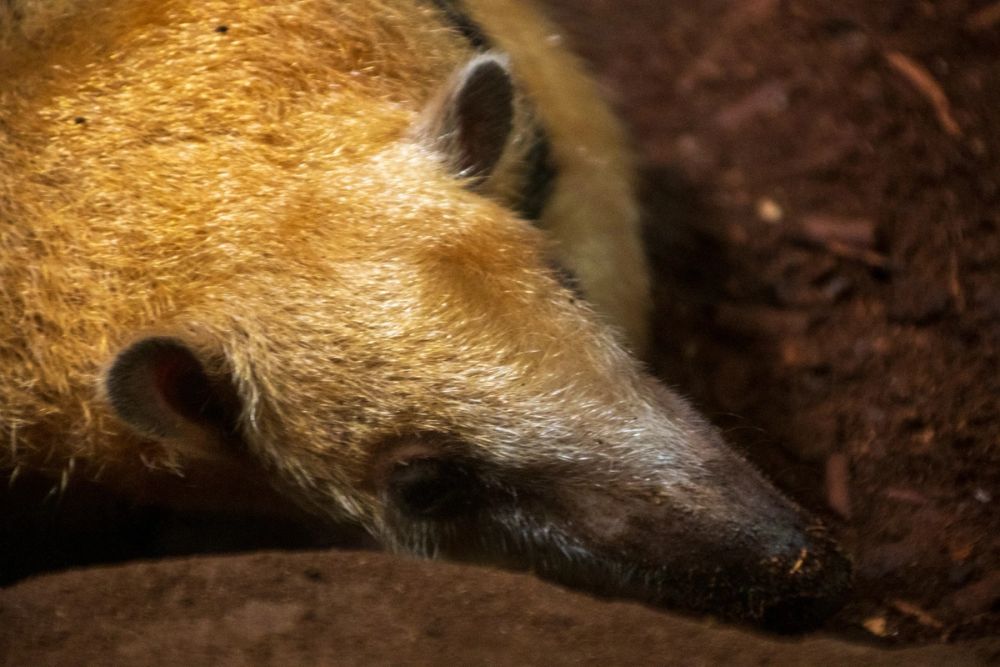 Faunia 03-08-2024