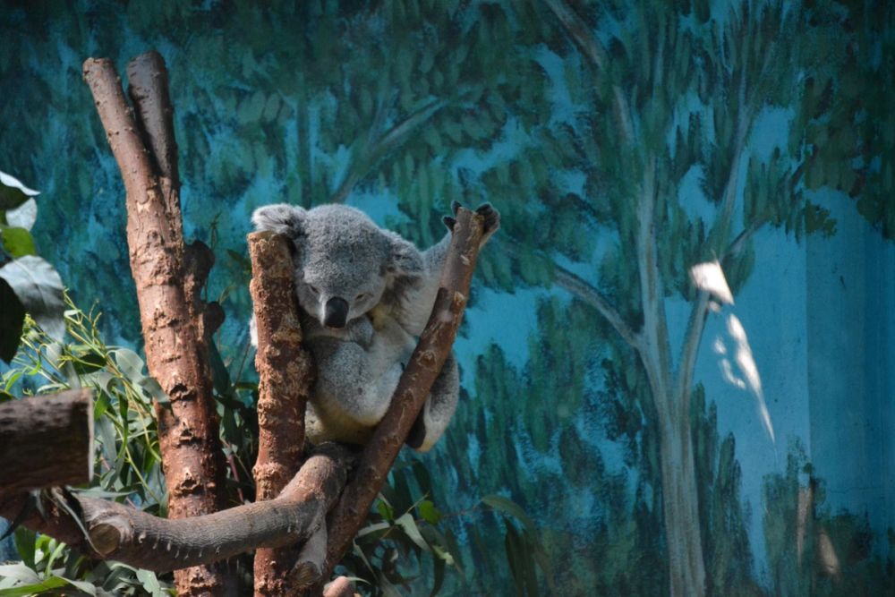 zoo 07-07-2018
