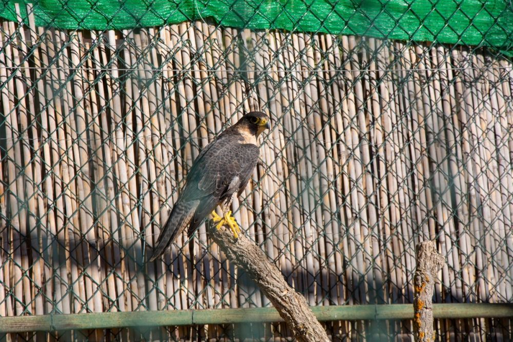 Zoo de Lillo 03-09-2022