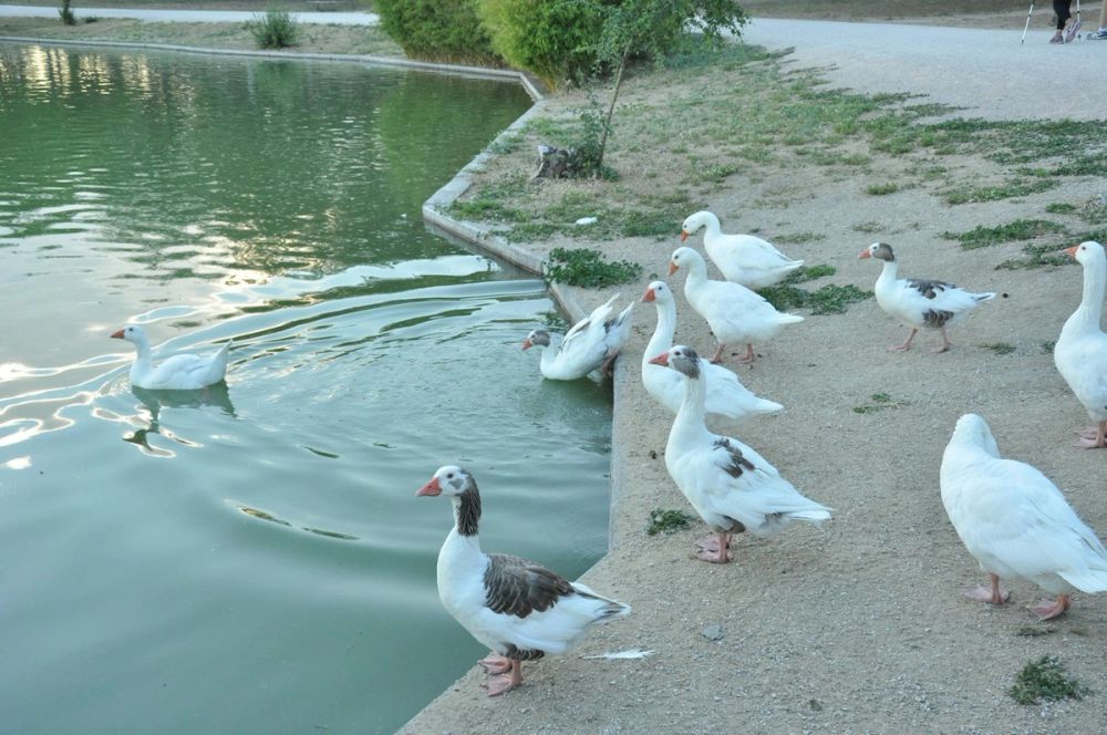 Ocas y patos en parque polvoranca (Leganes) 28-05-2015