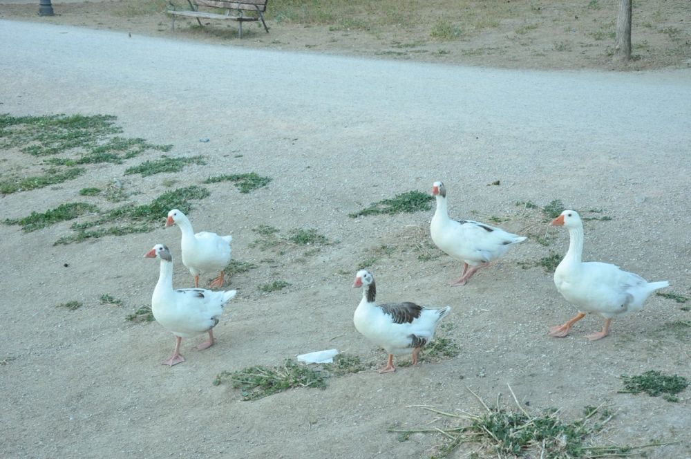 Ocas y patos en parque polvoranca (Leganes) 28-05-2015