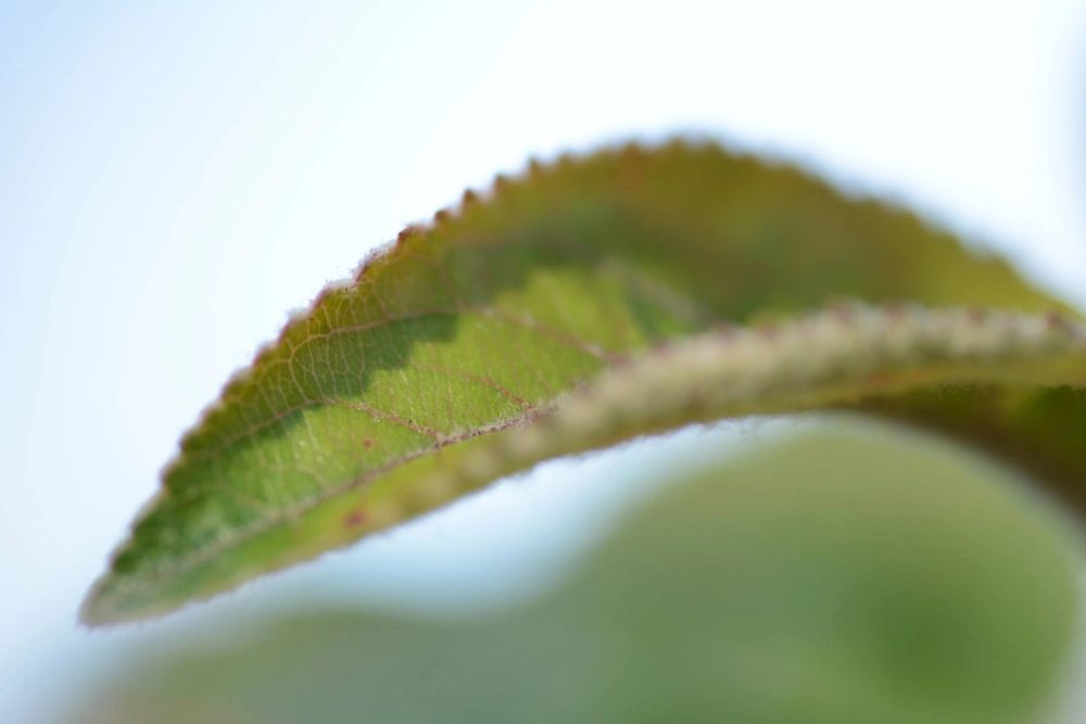 Fotografia Macro 2018