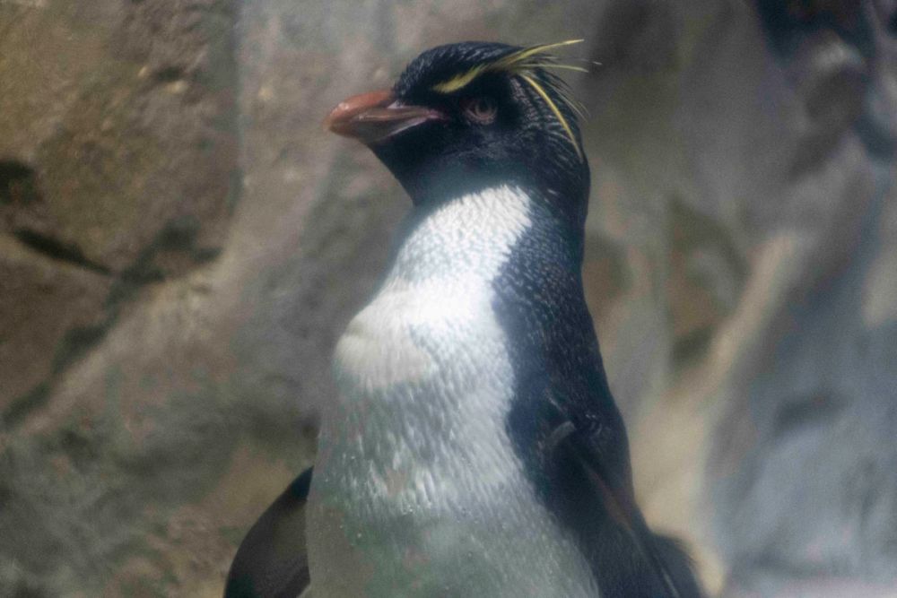 Faunia 04-08-2026