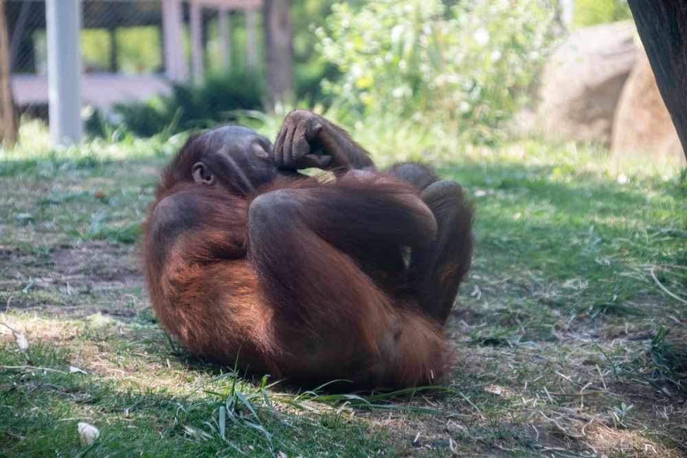 Zoo 29-07-2026