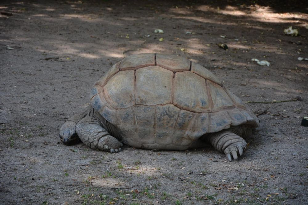 zoo 07-07-2018