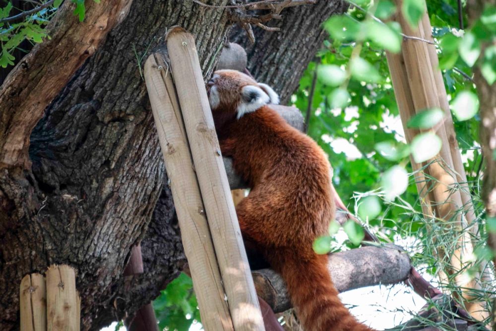 Zoo 29-07-2026