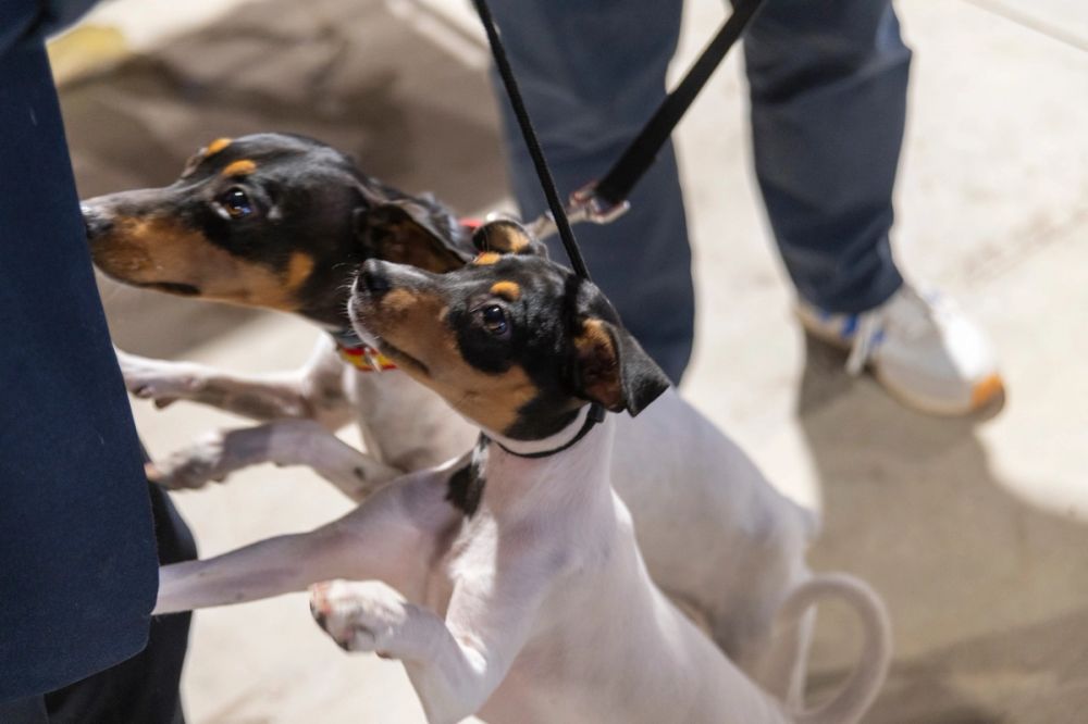 Perretes de la Exposicion canina (ciudad real) 02-06-2024