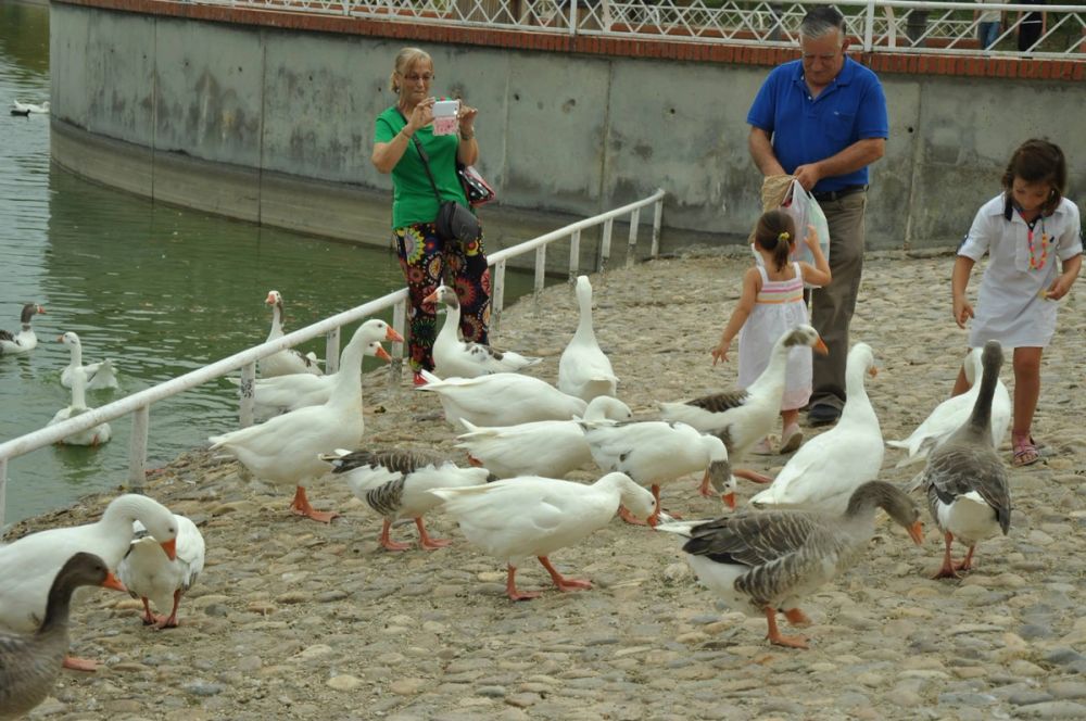 Ocas y patos en parque polvoranca (Leganes) 30-08-2014