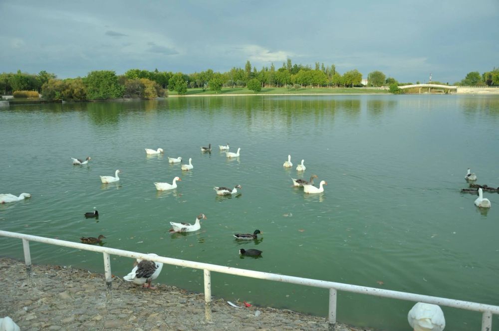 Ocas y patos en parque polvoranca (Leganes) 30-08-2014