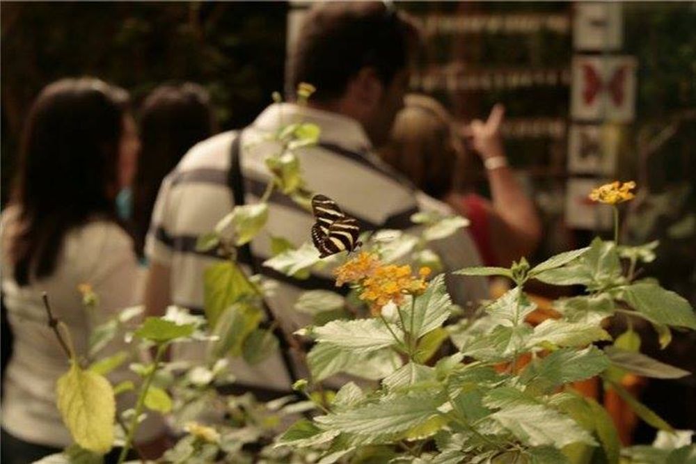 Faunia 2010