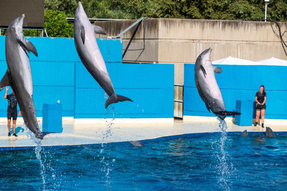 Zoo 17-08-2024