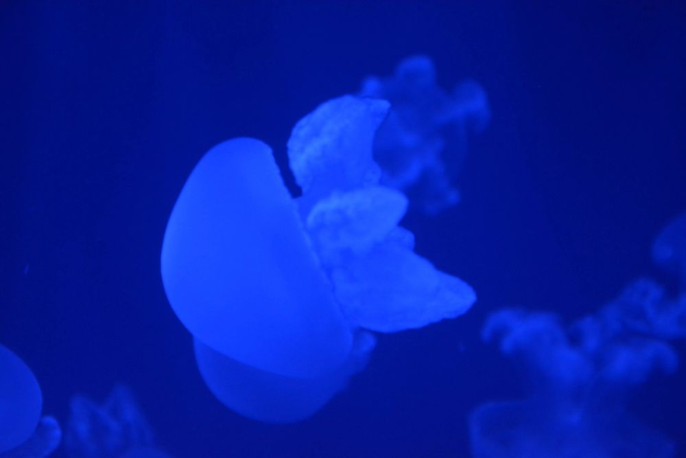 Oceanografic 2022