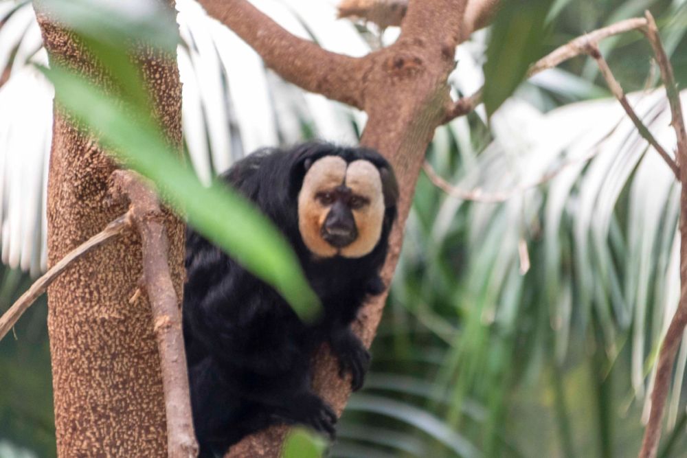 Faunia 04-08-2026