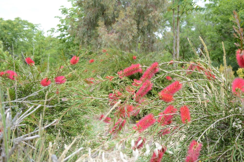 Naturaleza Parque polvoranca (Leganes) 10-06-2019