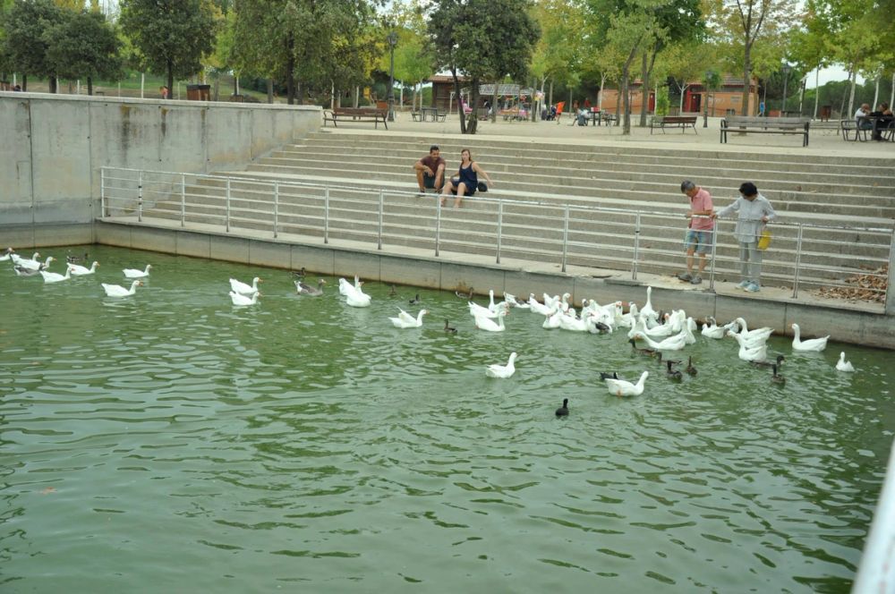 Ocas y patos en parque polvoranca (Leganes) 30-08-2014