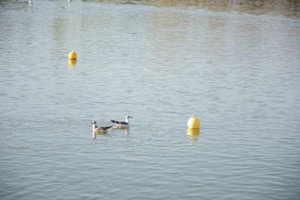 Ocas, patos y carpas en parque polvoranca (Leganes) 18-03-2017