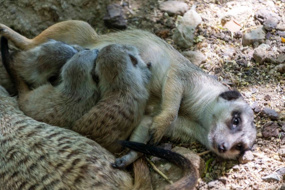 Faunia 04-08-2026