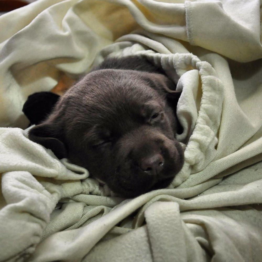 baby Conan