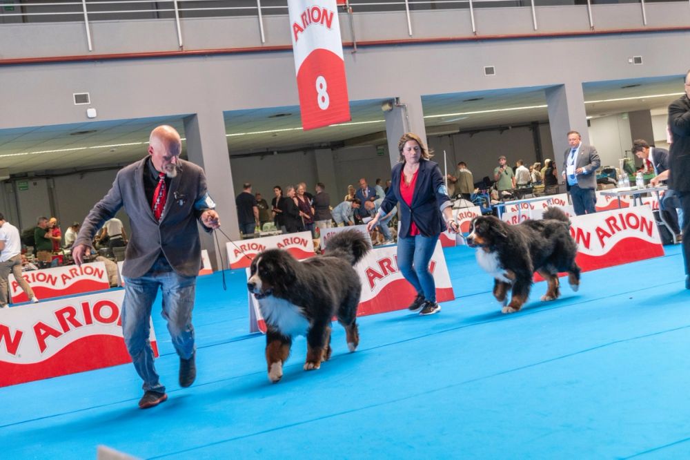 Exposicion canina (ciudad real) 01-06-2024
