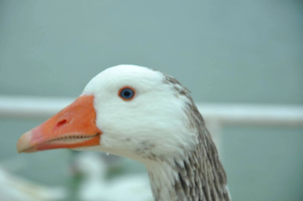 Ocas y patos en parque polvoranca (Leganes) 30-08-2014