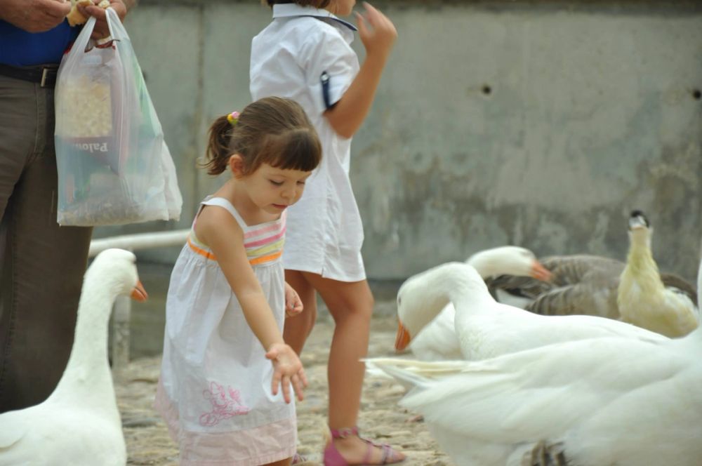 Ocas y patos en parque polvoranca (Leganes) 30-08-2014
