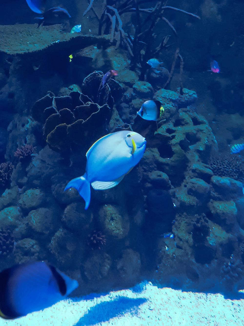Atlantus aquarium Xanadu 05-08-2023