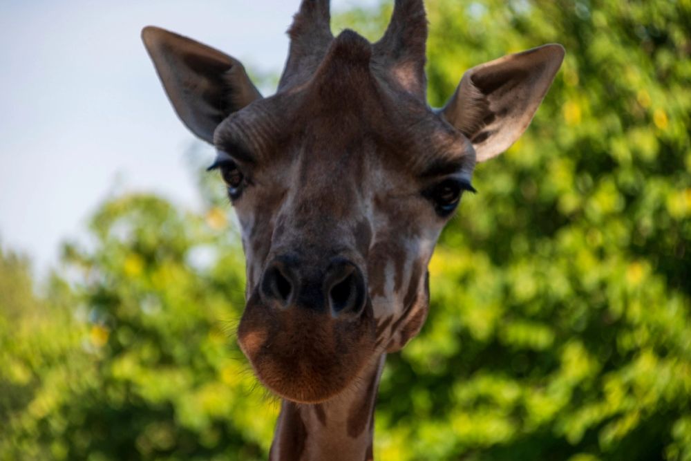 Zoo 17-08-2024