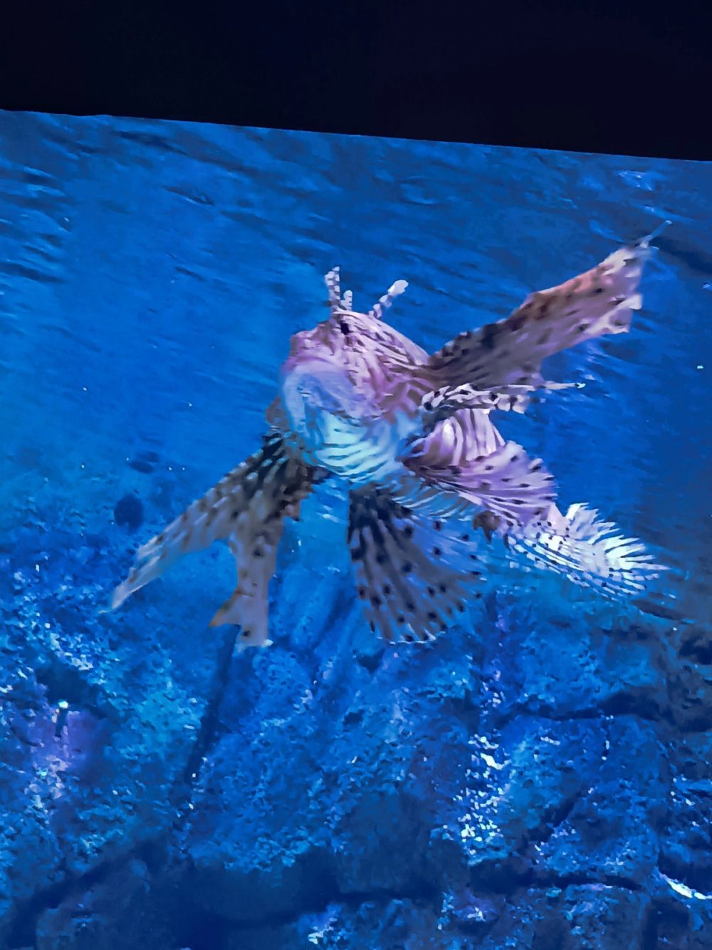 Atlantus aquarium Xanadu 05-08-2023