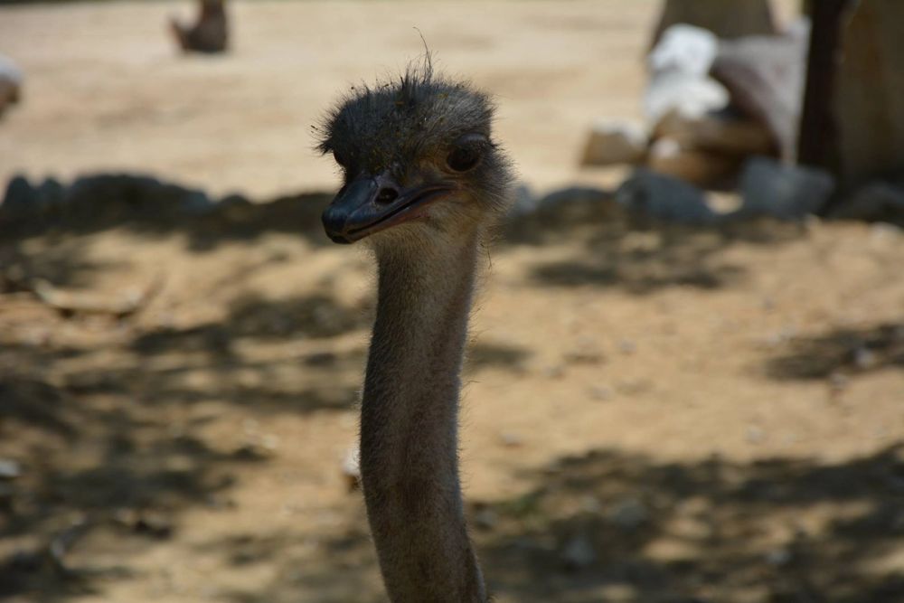zoo 07-07-2018