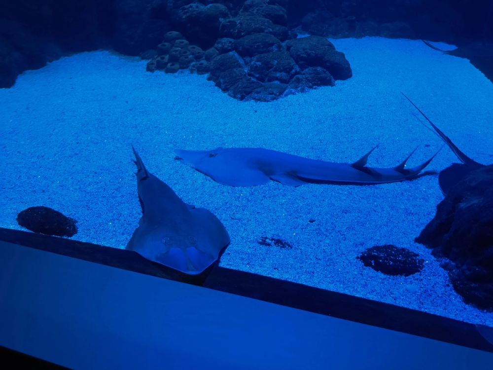 Atlantus aquarium Xanadu 05-08-2023