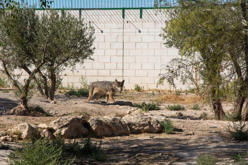 Zoo de Lillo 03-09-2022