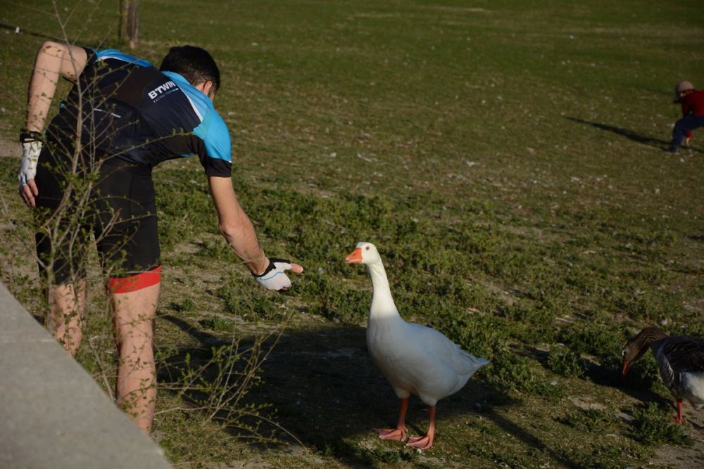 Ocas, patos y carpas en parque polvoranca (Leganes) 18-03-2017