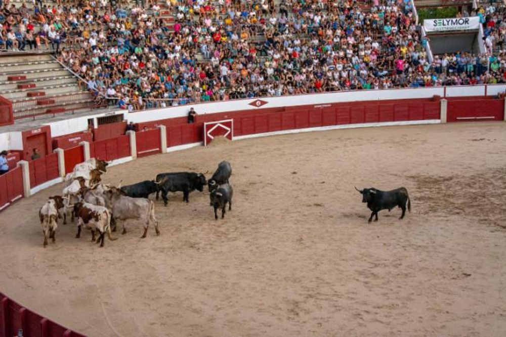 Toros en Colmenar Viejo 22-08-2019