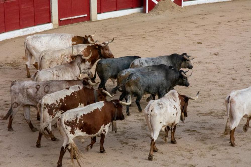 Toros en Colmenar Viejo 22-08-2019