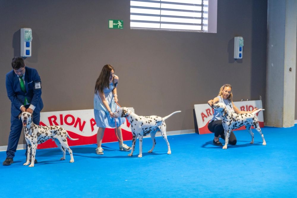 Exposicion canina (ciudad real) 02-06-2024