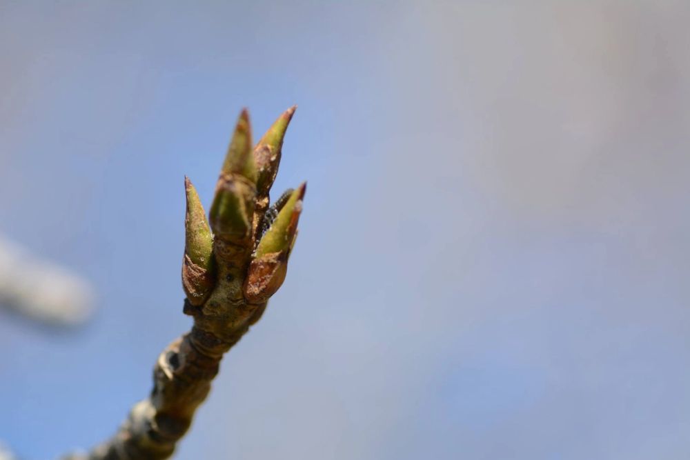 Fotografia Macro 2018