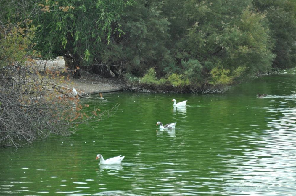 Ocas y patos en parque polvoranca (Leganes) 30-08-2014