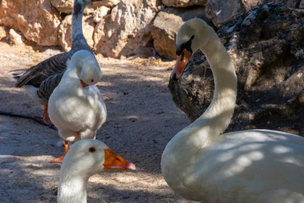 Zoo de Lillo 03-09-2022