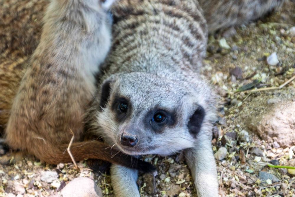 Faunia 04-08-2026