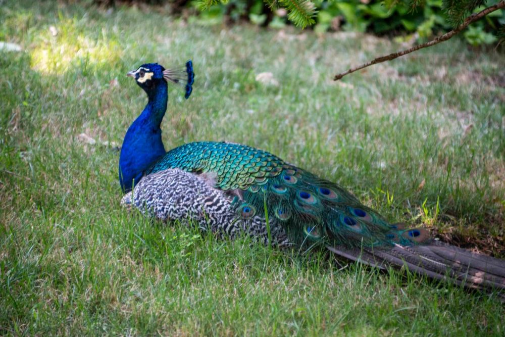 Zoo 29-07-2026