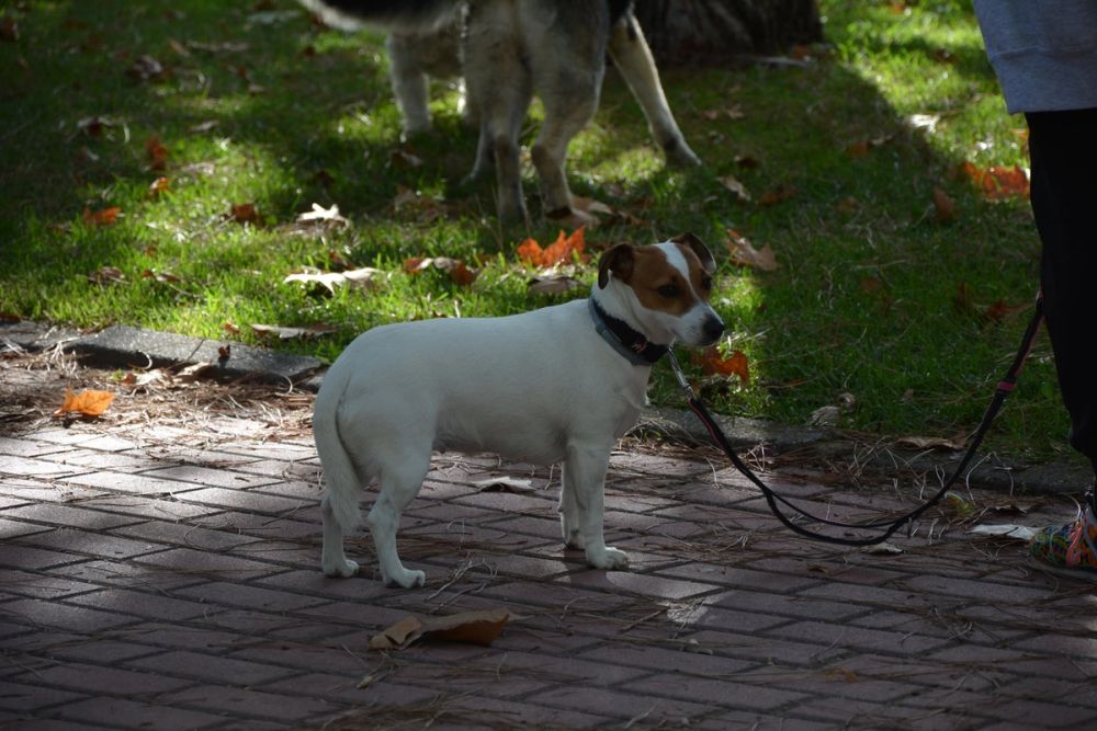 V ruta canina de Leganes 20-09-2020