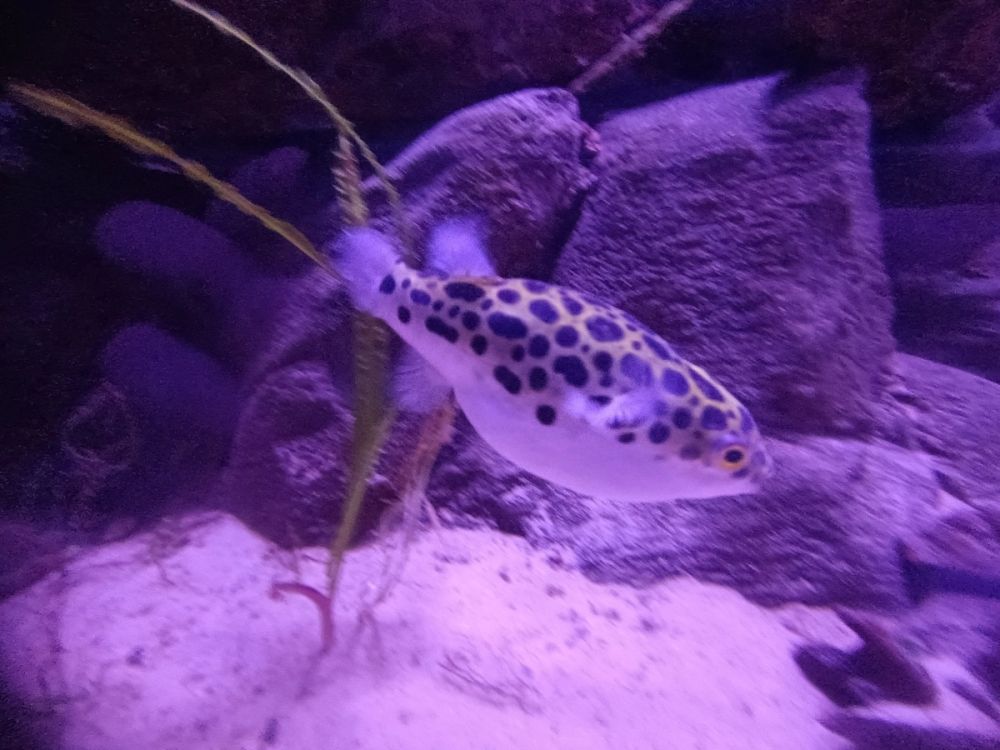 Atlantus aquarium Xanadu 05-08-2023