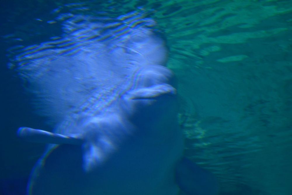 Oceanografic 2022